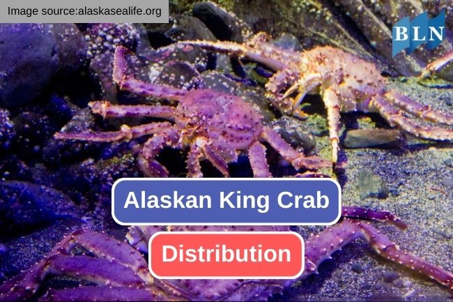 The Remarkable Range of Alaskan King Crab Distribution